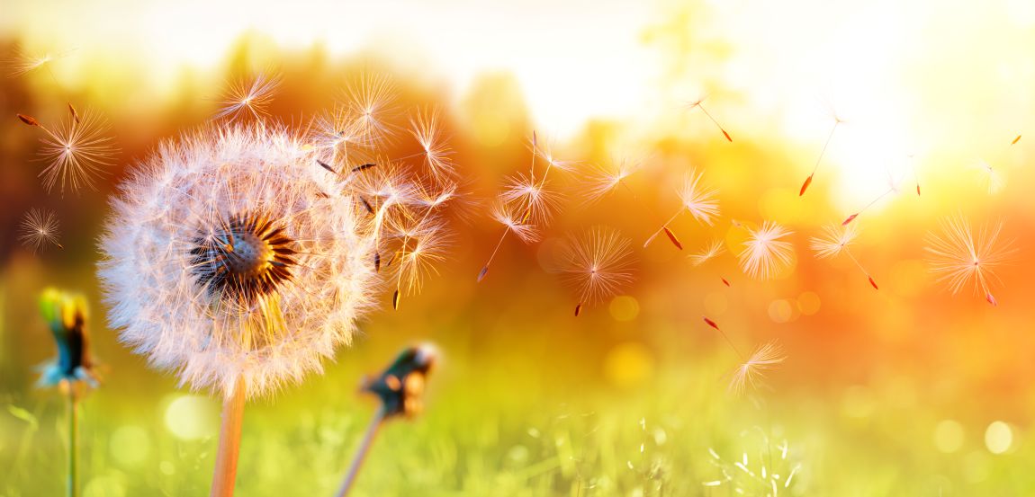 Seasonal Allergens closeup of dandelion